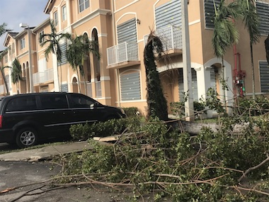 Tree Down in Miami Lakes Shoma Homes After Hurricane Irma