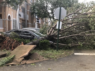 Tree Fell on Car in Miami Lakes Shoma Homes After Hurricane Irma