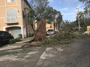 Old Tree Uprooted in Miami Lakes Shoma Homes Due to Hurricane Irma